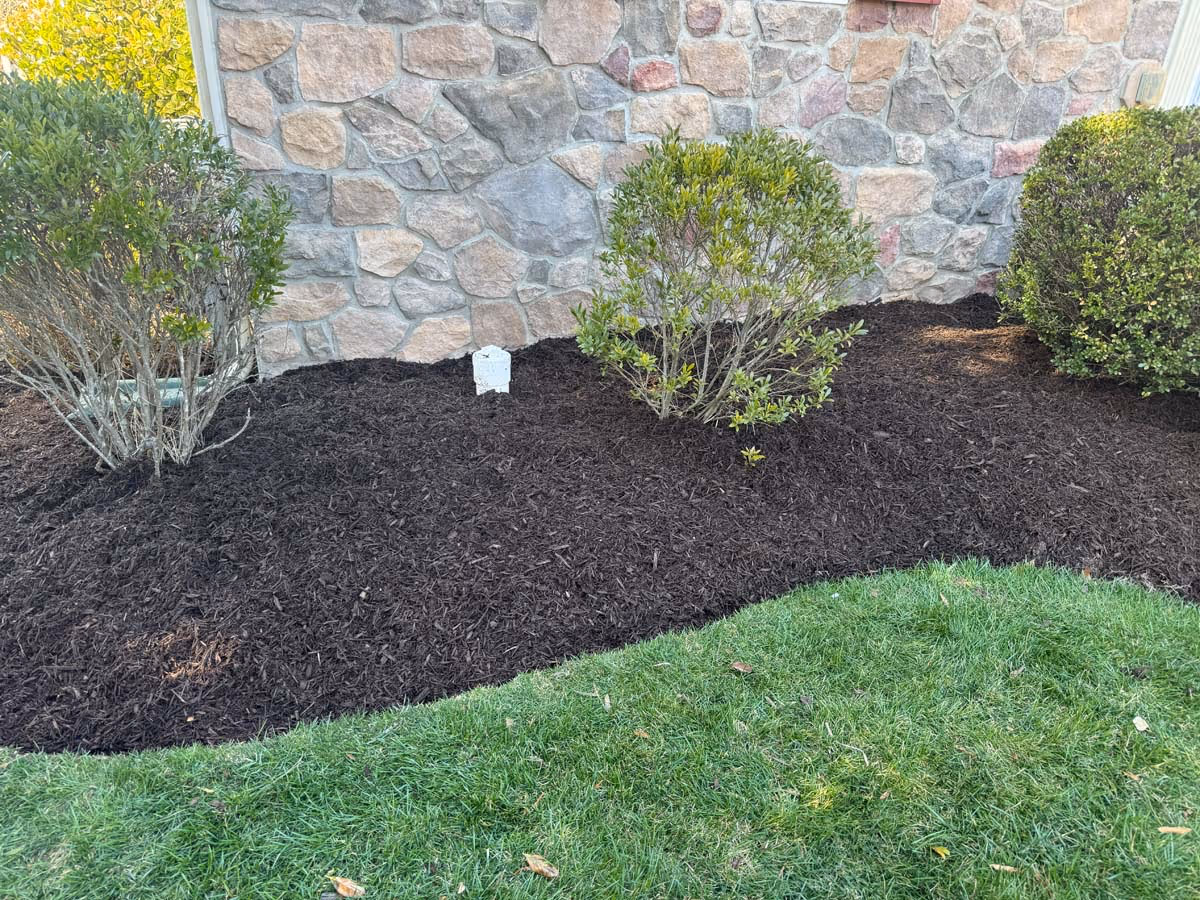 Freshly mulched garden bed with green shrubs against a stone wall and green grass in front.