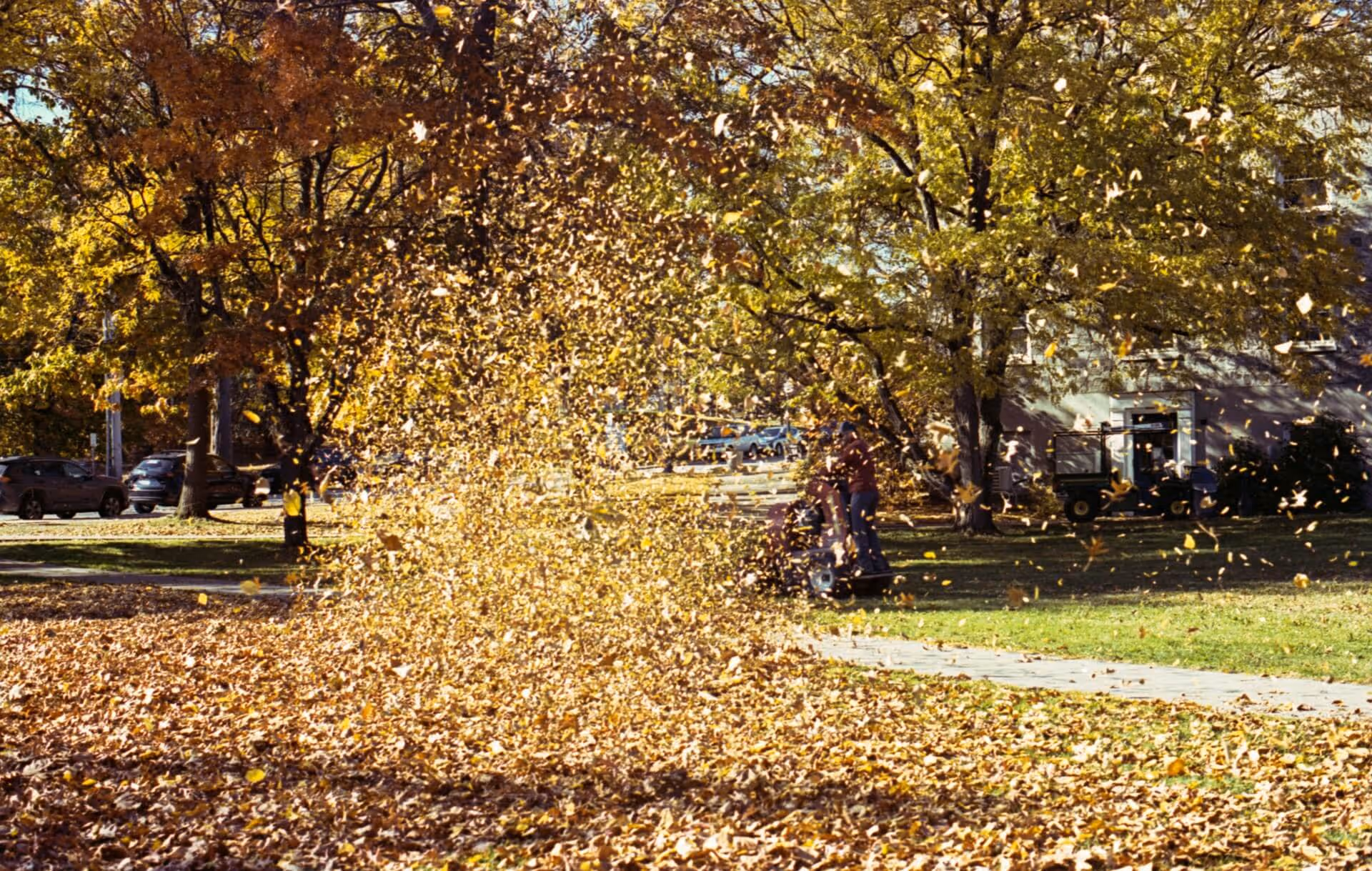 Person using a leaf blower to clear autumn leaves in a park with trees and parked cars in the background.