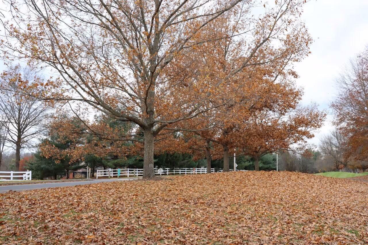 Trees with brown autumn leaves and a ground covered in fallen leaves near a white fence and a quiet road.