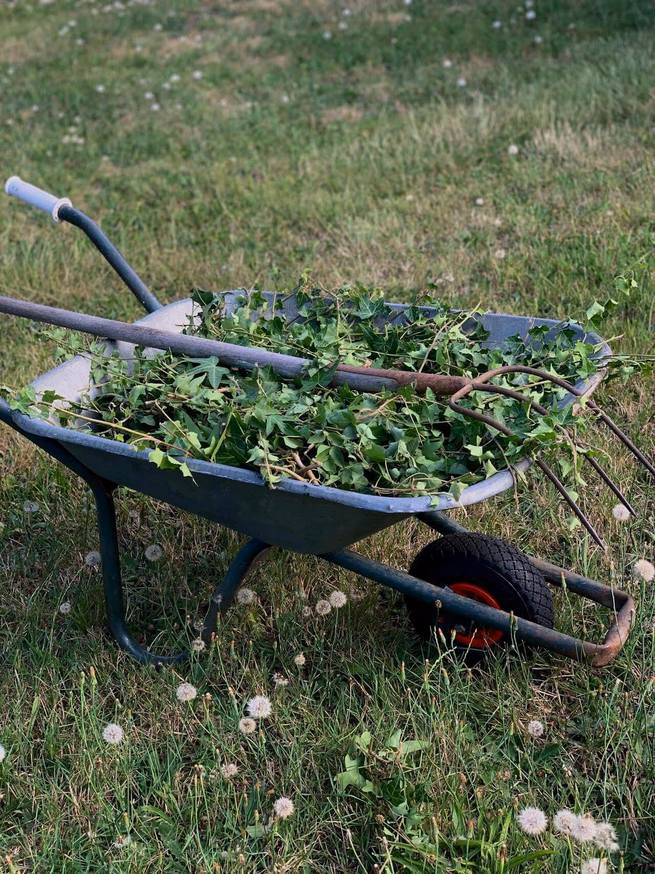 A wheelbarrow filled with green ivy branches and garden tools, including a pitchfork and a hoe, sitting on grass with dandelions.